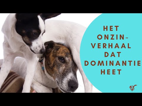 Video: Waarom goede honden bijten - Deel I: je begreep niet wat hij zei