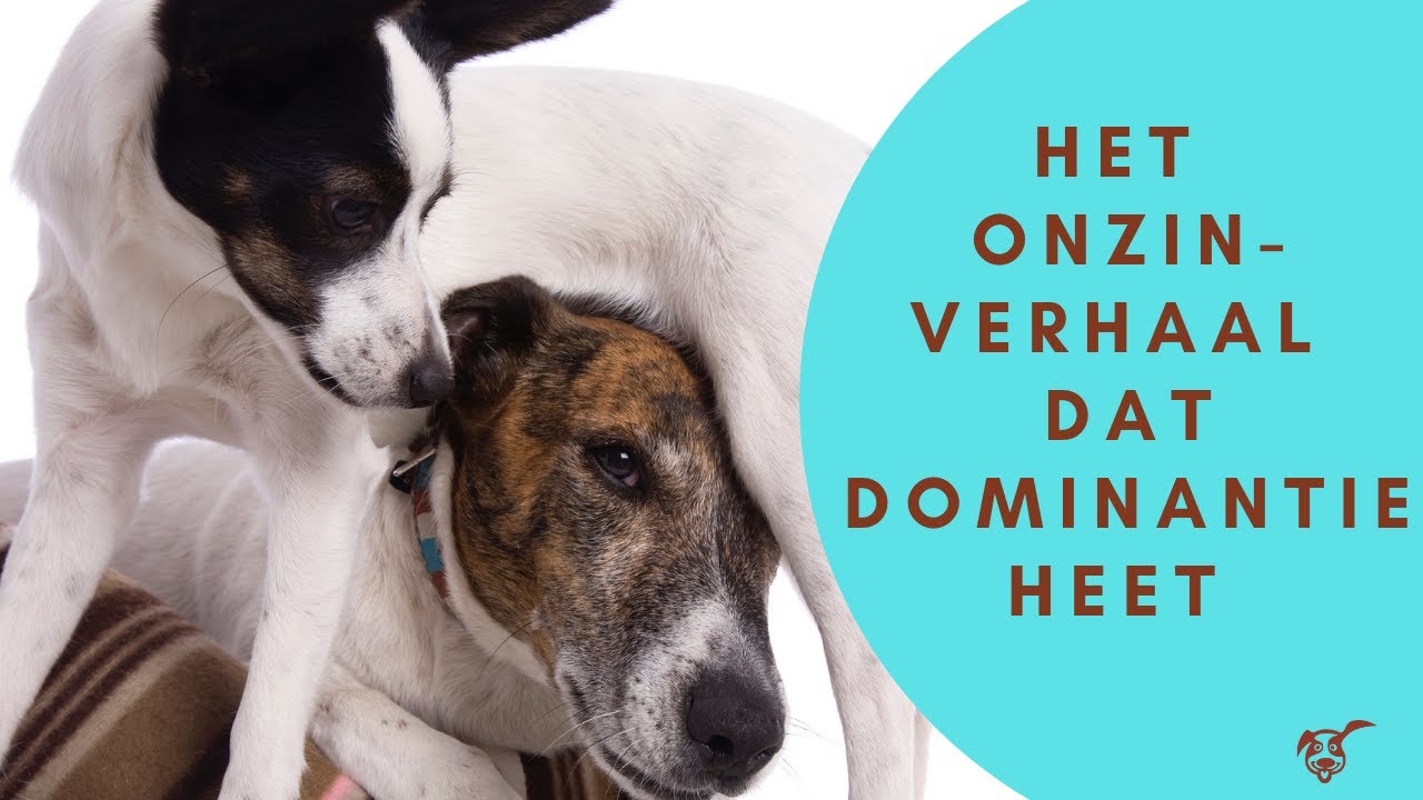 Het Onzin-Verhaal Dat Dominantie Bij Honden Heet, Of In Elk Geval Zo  Genoemd Wordt Door Eigenaren - Youtube