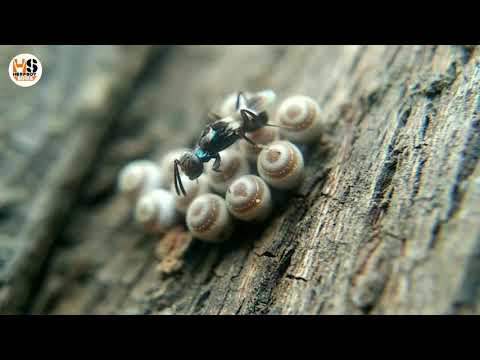 An Anastatus sp. atop Hemipteran eggs.