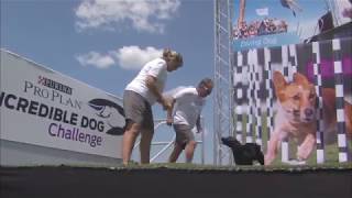 Meet Storie – Incredible Dock Diving Dog  – Purina® Pro Plan® Incredible Dog Challenge®