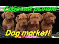 Собачий рынок Одесса. Разные породы собак. #dog. Продажа собак и кошек. Топ 5 собак. Птичий рынок.