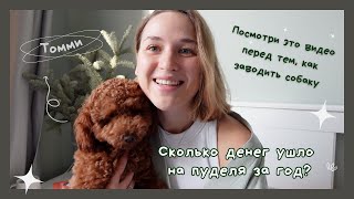 видео: 7. Сколько нужно денег на пуделя в год. Мы подсчитали расходы и ужаснулись. Расходы на собаку. картинка: 7. Сколько нужно денег на пуделя в год. Мы подсчитали расходы и ужаснулись. Расходы на собаку.