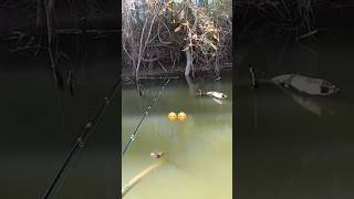 Slid my jig down with log and BOOM! Nice crappie in the creek! #follow #crappie