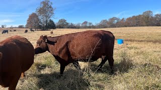 Ben discusses his favorite South Poll cow and Corriente cattle