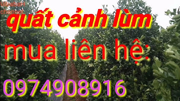 Quất cảnh tết 2021, quất cảnh tết lùm đẹp, quất tháp mua liên hệ: 0974908916