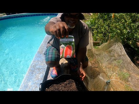 Vídeo: Crimson Sweet Watermelon Care: com cultivar Crimson Sweet Watermelon Care