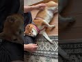 脚を枕にしてくつろぐ柴犬　#柴犬 #しばいぬ