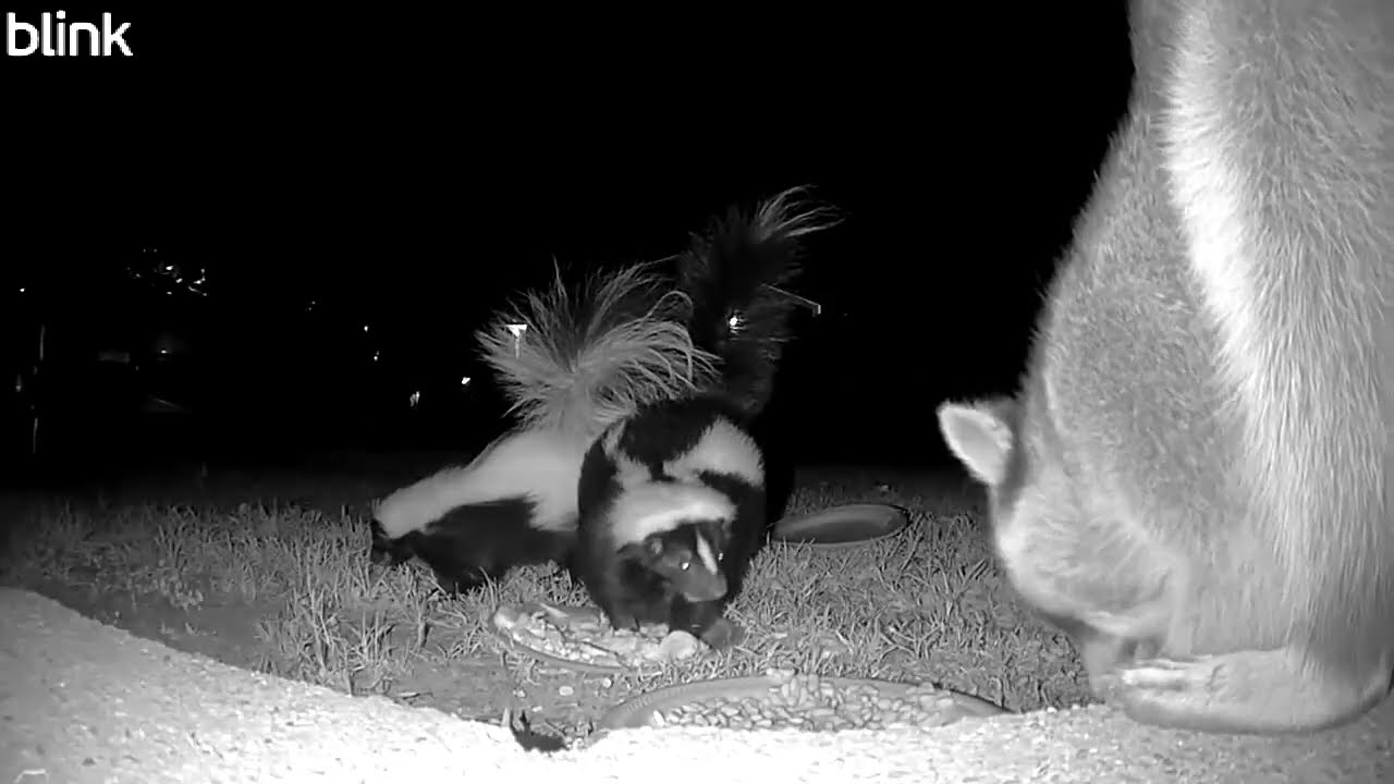 Wildlife Watch: All the Skunks, Raccoons & Opossums