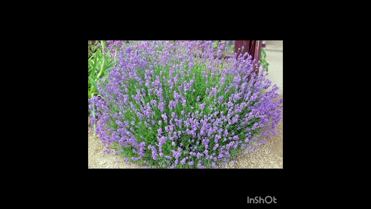 Лаванда (Lavandula) — род растений семейства яснотковых (Lamiaceae или Labiatae). Включает 47 видов.