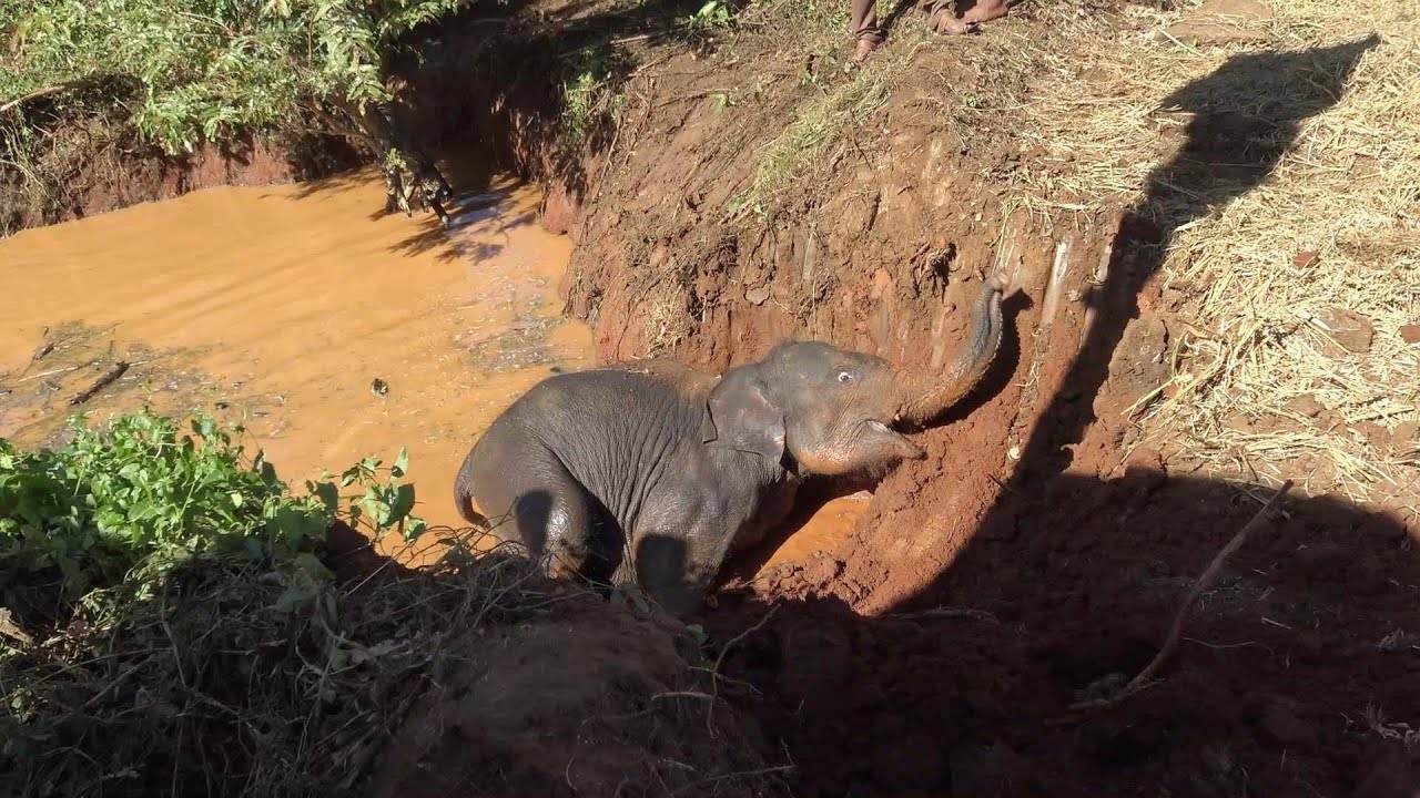 Бедный слонёнок застрял в глубоком колодце. Спасателям нужно пробраться мимо его матери, чтобы сп...