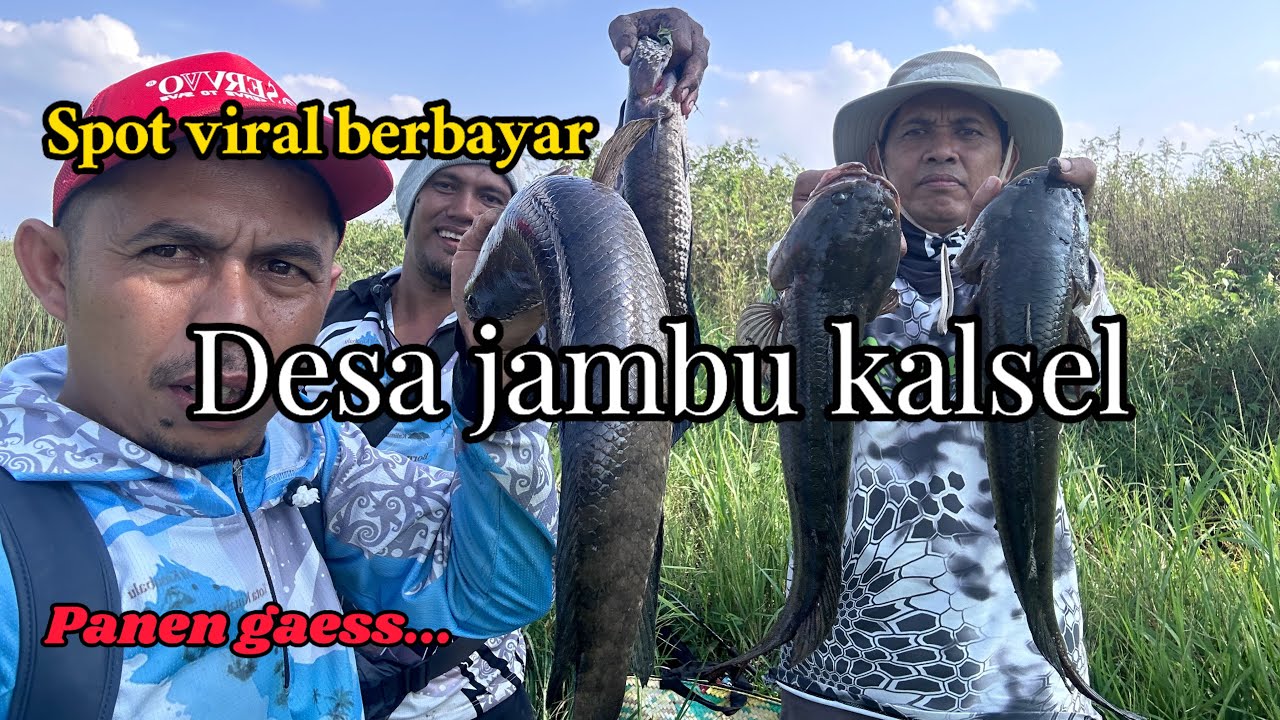 SPOT MANCING VIRAL DESA JAMBU BARU || PANEN IKAN GABUS BABON