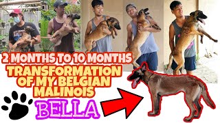 Vlog 26: 2 TO 10 MONTHS TRANSFORMATION OF MY BELGIAN MALINOIS