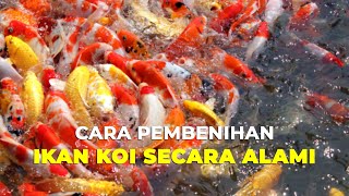 Cara Pembenihan Ikan Koi Secara Alami