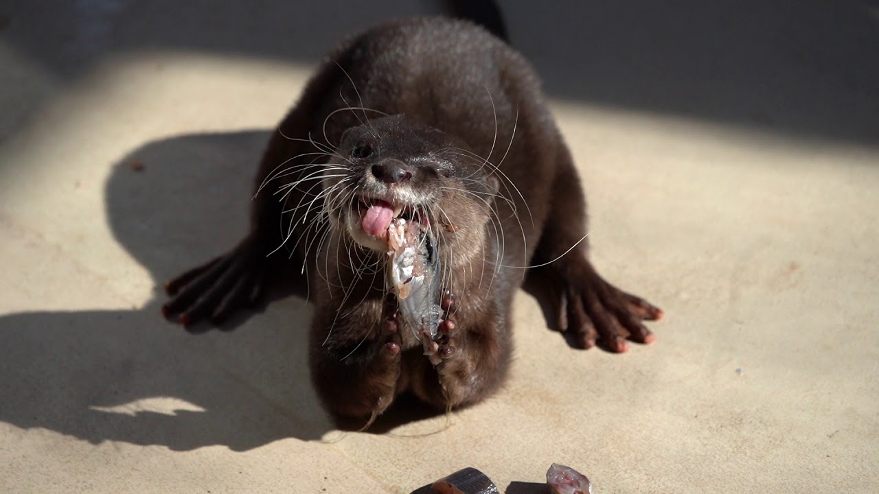 写真の埋立地 もしくはカワウソ沼 Otter Swamp 写真の埋立地 もしくはカワウソ沼 Otter Swamp