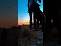 #malinois #dogsofyoutube #shortsdog #dogtraining #dogobedience