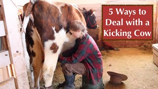 How to Milk a Kicking Cow // 5 Great Ideas