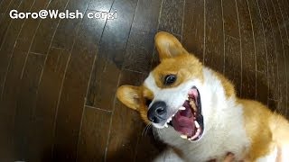 20131019 Part 5 cute corgi puppies, Goro Vs hand / コーギー子犬
