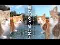 小ニャゴラ引っ越しました