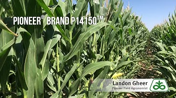 New Products of the Corn Revolution