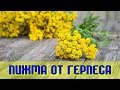 ПИЖМА БОРЕТСЯ С ГЕРПЕСОМ ИЗНУТРИ