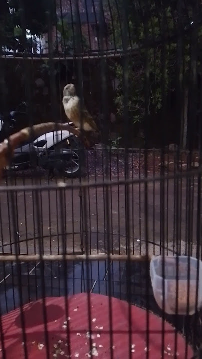 blacktroat gacor suara jernih #kicaumania #kicaumanianusantara #burung #burungkicau #birds