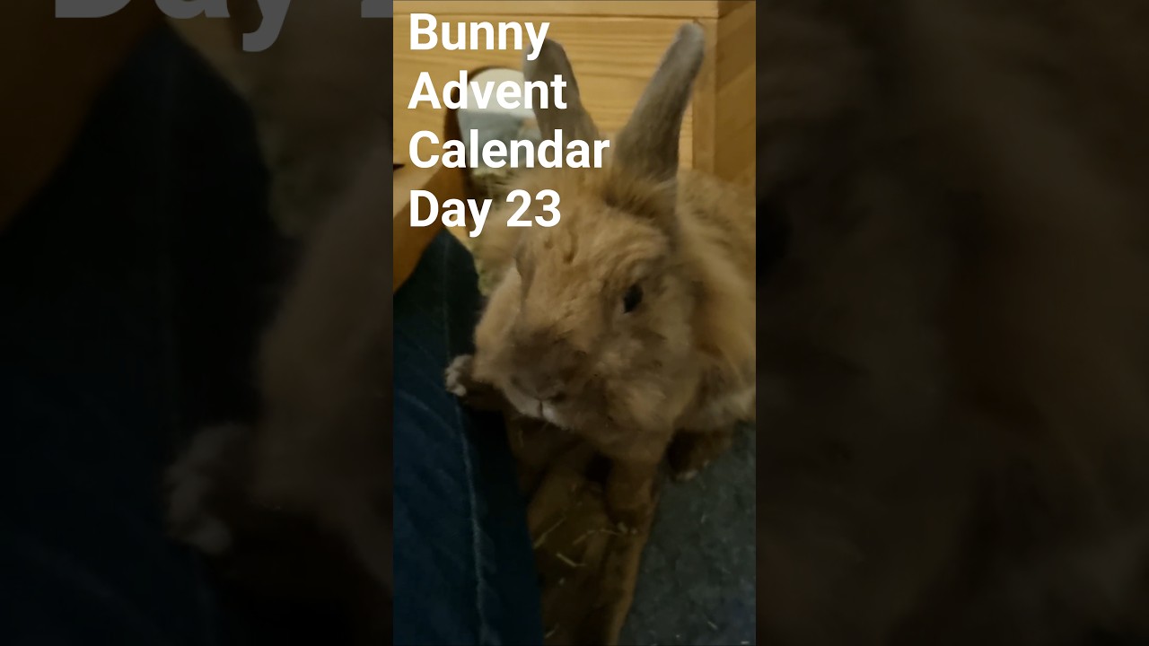 Day 23 of the bunny Advent Calendar! #bunny #adventcalendar #rabbit