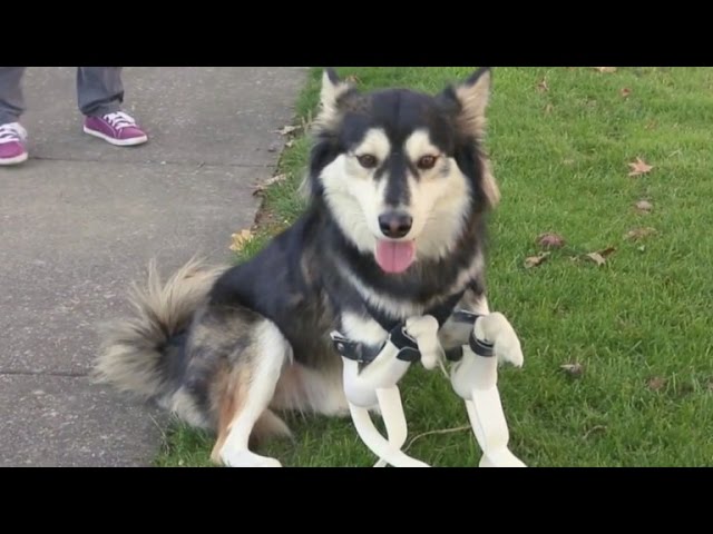 Watch This Dog Run Around On His Brand New 3D Printed Legs