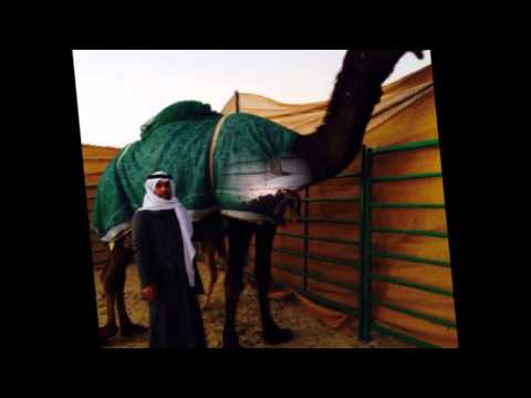 الحاكم بعير ال مثيب وانتاجه