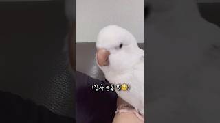 집사 눈물 핑🥹 일보고 집에 온 엄마 기다려 주는 고마운 앵무새 앵다복 #앵무새 #퀘이커앵무새 #러블리다다즈 #앵무새이다복 #birds #parrots