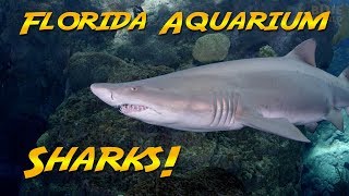 Sharks at the Florida Aquarium | JONATHAN BIRD'S BLUE WORLD