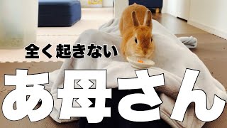 【完全犯罪】お母さんの昼寝してる上でオヤツ食べてみた　#980