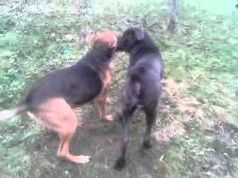 Croiser Berger Contre Cane Corso Youtube