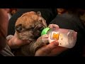 Как выкормить новорожденного щенка | приют для бездомных животных в Новосибирске