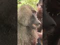    comedy monkey animals africa funny hasbandwaifecomadysorts