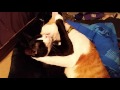 Cute adorable kitties grooming each other