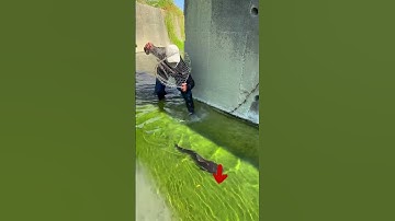 Amazing Fishing on the Lake / Big Fish CATCHING #fishing #shorts