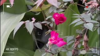 Kelentong Dol Hancing   Hattan