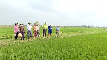 Thực hiện các biện pháp diệt chuột bảo vệ sản xuất