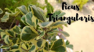 FICUS TRIANGULARIS  VARIEGATA II HOW TO GROW & CARE