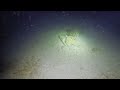 Dive With Me – Octopus Swimming at Night 🌙🐙