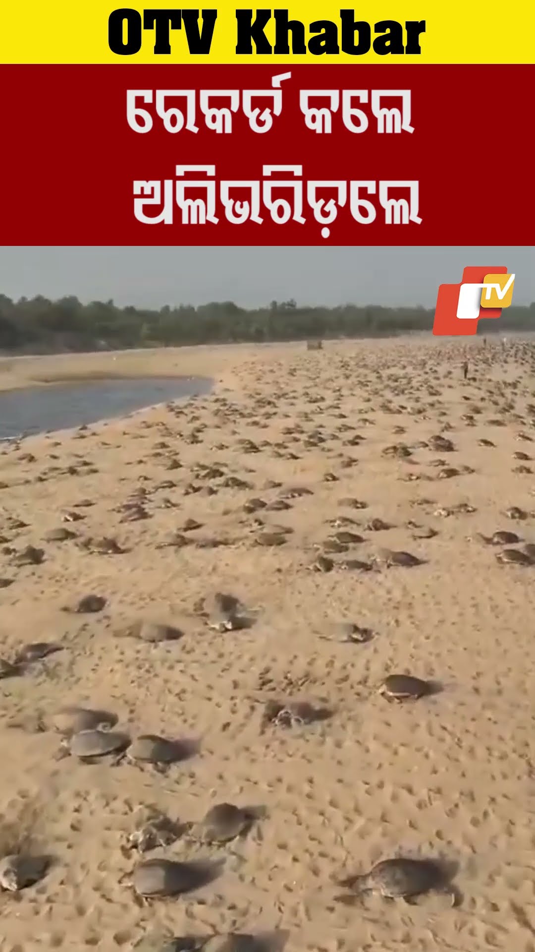 ରେକର୍ଡ଼ କଲେ ଅଲିଭରିଡଲେ #OTV #odishaTV #Rushikulya #Ganjam #oliveridleyturtles