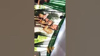 Cak Percil Cs 2 November 2018 Guyon maton