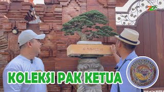 Istimewah Koleksi Bonsai Pk Ketua Ppbi Badung