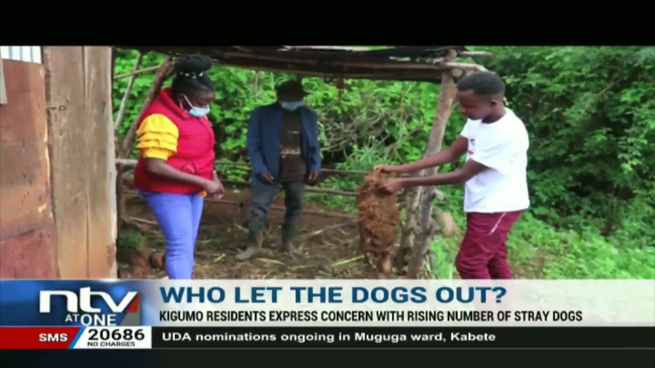 Kigumo residents express concern as stray dogs attack domestic animals