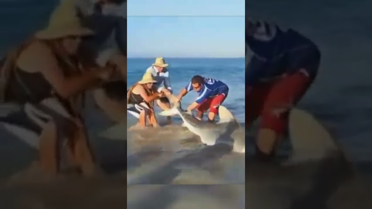 People Save Tiger Shark Washed up on the Shore!