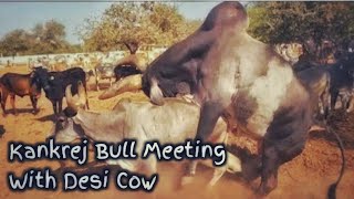 Kankrej Bull Try Meeting Meeting With Kankrej Cow Pgs Videography