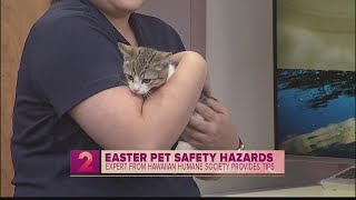 Easter Pet Safety Hazards