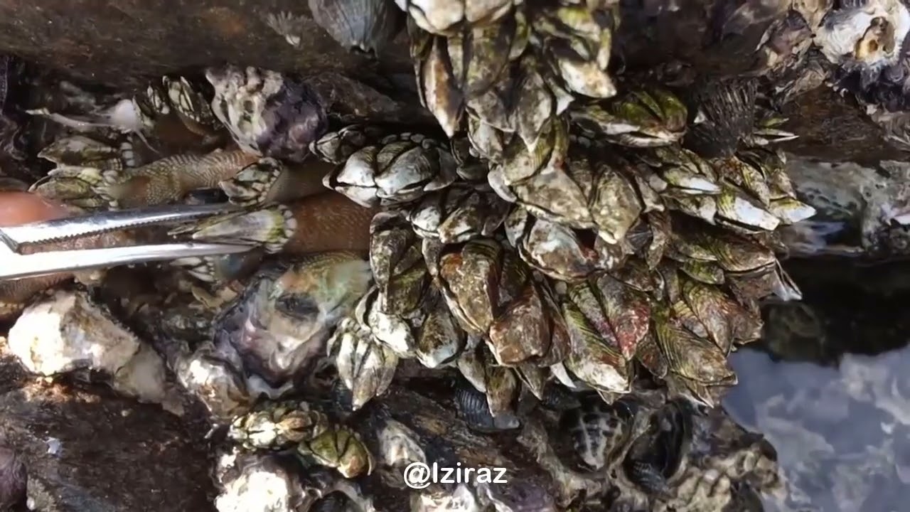 You Know What Is This Episode 808