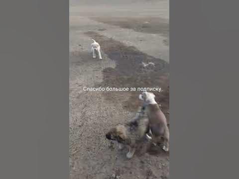 #азербайджан #россия #baku #грозный #дагестан #животные #кот #чечня # ...