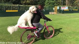 Dog Training: Charlie (Goldendoodle)  Advanced tricks